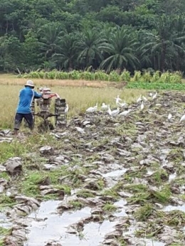 Petani Membajak Sawah dikelilingi Burung-burung Putih (dokpri)