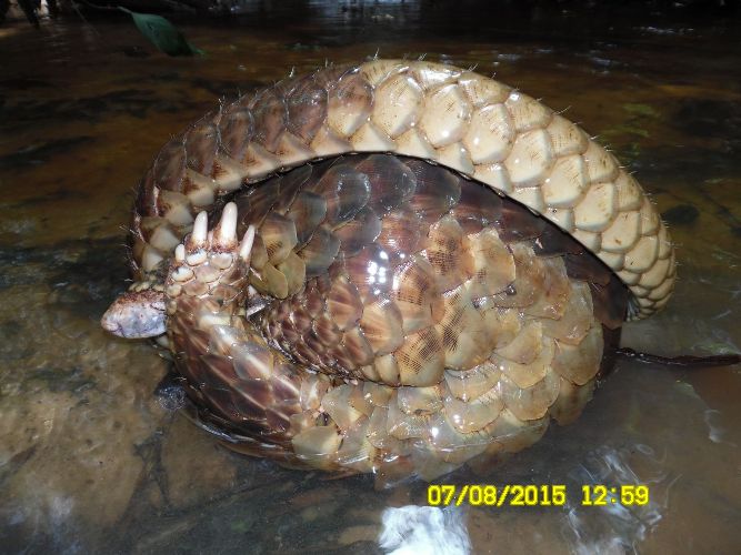 Si Manis javanica yang dijumpai di Bukit Tarak. Foto 1, dok. Wawan Pematang Gadung