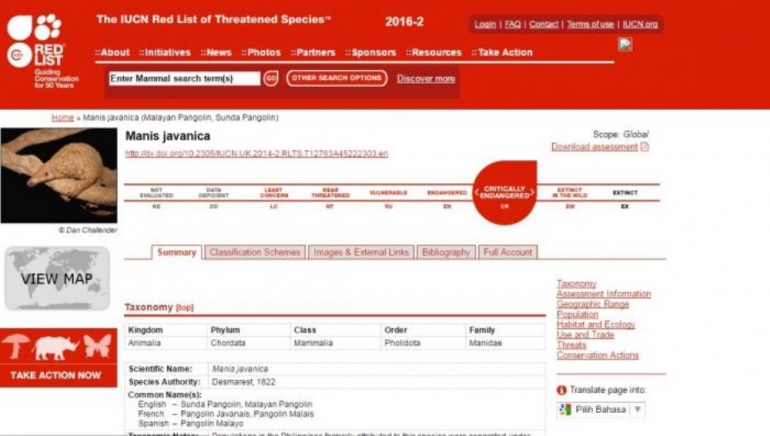 Trenggiling masuk dalam daftar sangat terancam punah tahun 2016. Foto dok. Capture data IUCN.