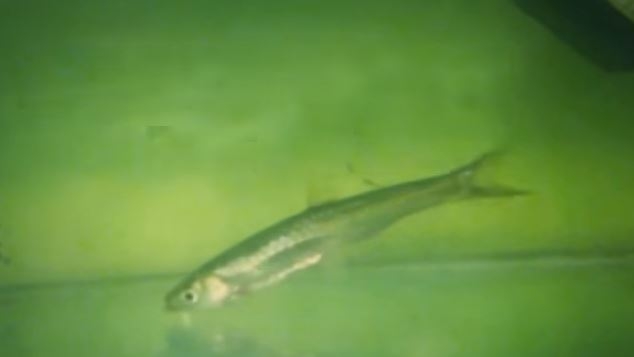 Ikan Depik dalam aquarium (Foto: dokumen pribadi)