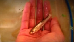 Depik (Rasbora Tawarensis) ikan langka yang nyaris punah (Foto: dokpri)