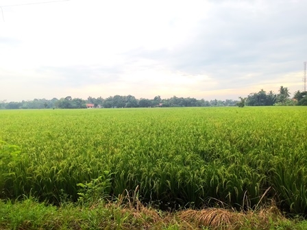 Nuansa Hijau Persawahan di Jalan Masuk ke Pantai (Dokpri)