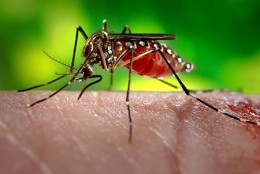 Penyakit yang disebabkan oleh nyamuk || aliem.com/