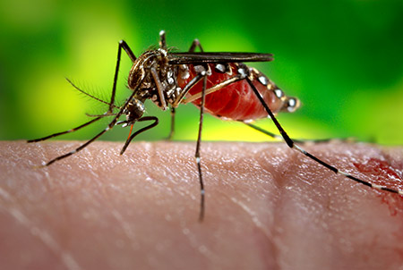 Penyakit yang disebabkan oleh nyamuk || aliem.com/