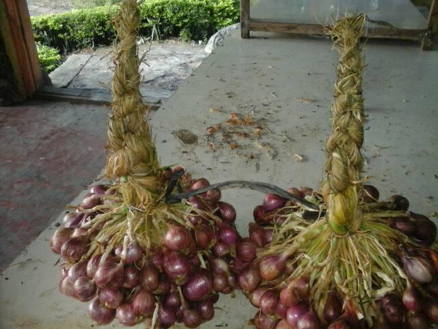 Gambar 3, Dengan tampilan seperti ini, bawang merah juga berpotensi menjadi produk oleh2 bagi para pengunjung lokasi wisata Danau Laut Tawar (Doc. FMT)