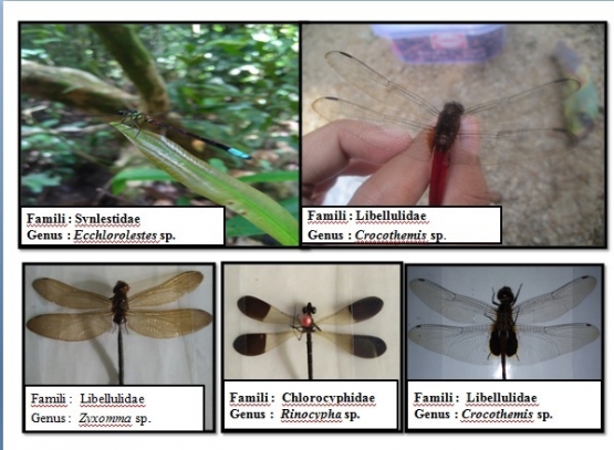 Jenis capung yang ada di TNGP. Foto capture dari presentasi Weni