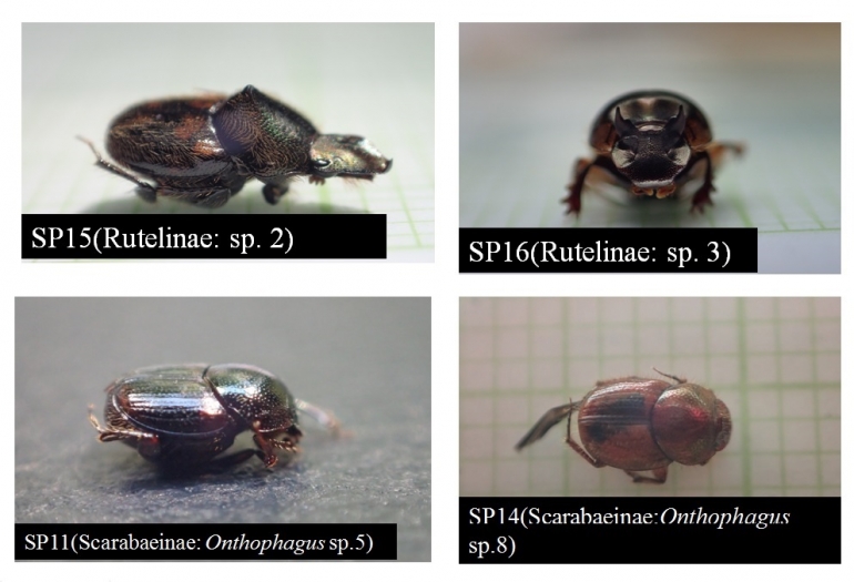 Beberapa foto dari jenis kumbang. Foto capture dari presentasi Cacih