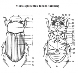 Bentuk Tubuh Kumbang