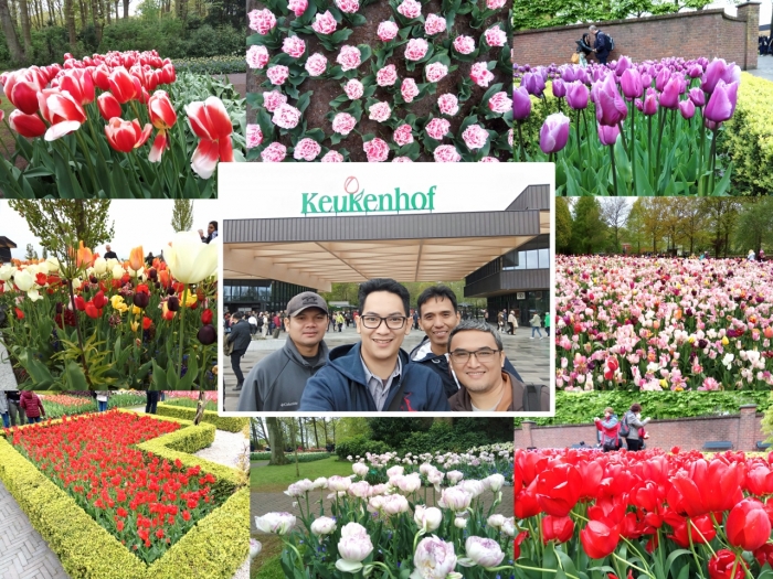 Baru 21 Bunga  Tulip  Warna  Warni  Baru 21 Bunga  Tulip  Warna  Warni