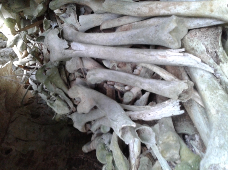 Tulang2 leluhur warga Toraja (Dokumentasi Pribadi)