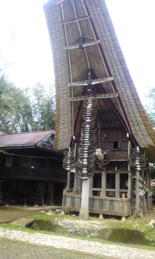 Kepala dan tanduk kerbau sebagai simbol status sosial warga Toraja (Dokumentasi Pribadi)