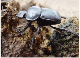 Salah satu kumbang kotoran. Capture foto dari Cacih