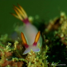 Siput Laut / Nudibranch / Kelinci Laut : Hypselodoris Bullocki