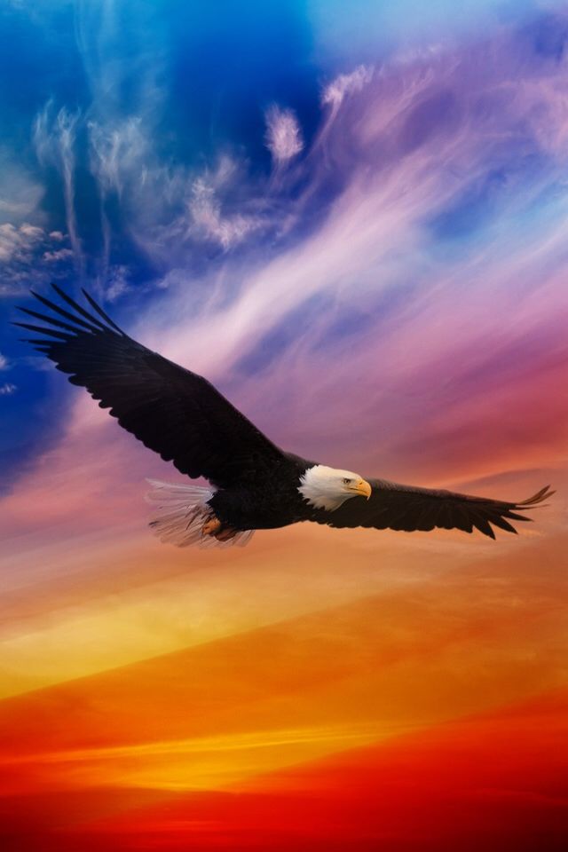 Rajawali Terbang - sumber gambar : https://www.pinterest.com/explore/eagles/