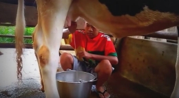Si kecil Miko sedang memerah susu sapi (Foto: dokpri)