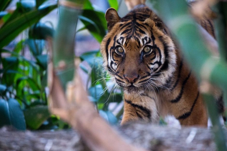 Kemiri harimau Sumatera tertua di Australia kini telah tiada. Photo: Adelaide Zoo, Adrian Mann