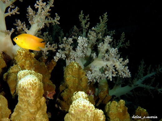 demsel-dive-2-59560ab5a723bda20e120801.jpg