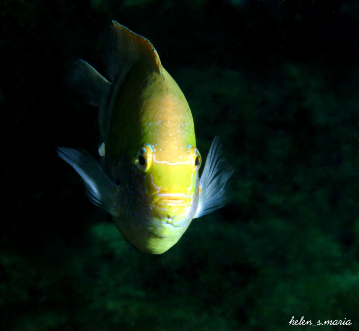 ikan-jpg-595610b67fafbdc3293a6d7d.jpg