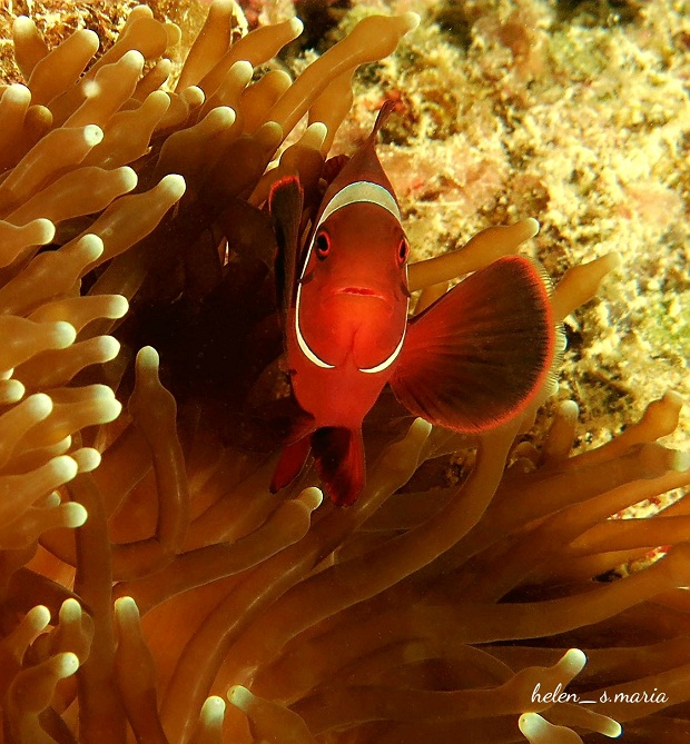 nemo-59560900d493733d7f7db0f7.jpg