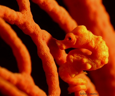 Pygmy Seahorse