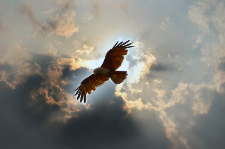 Eagle flies in the sky - sumber gambar : https://www.flickr.com/photos/124829075@N02/14497752292