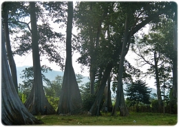 Hutan Pohon Raksasa Lian di Lombok Timur. Dokpri