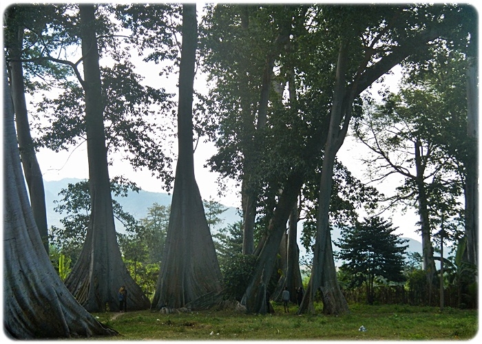 Hutan Pohon Raksasa Lian di Lombok Timur. Dokpri