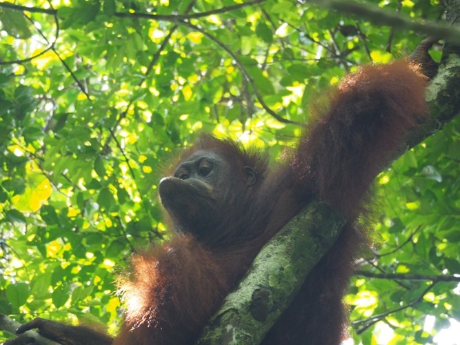 Pongo atau Orangutan yang ada di Gunung Palung. Foto dok. Brodie Philp