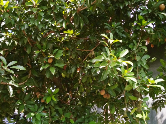 Membuat Pohon Sawo Cepat Berbuah Lebat dan Manfaat Buah Membuat Pohon Sawo Cepat Berbuah Lebat dan Manfaat Buah