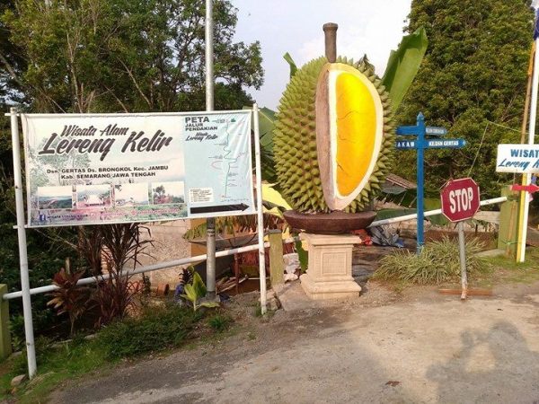 Durian raksasa yang jadi ikon Desa Brongkol (foto: dok pri)