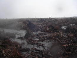 Setidaknya Ini Penyebab Deforestasi Hutan di Indonesia dan Dampaknya. Foto dok. Yayasan Palung