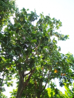 pohon sukun berbuah rindang serindang daunnya menggunakan POC Biogan