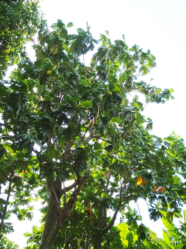pohon sukun berbuah rindang serindang daunnya menggunakan POC Biogan
