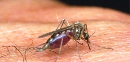Selain alergi dan gatal, gigitan nyamuk juga mengakibatkan malaria dan demam berdarah (Ilustrasi : ANTARA News Yogyakarta)