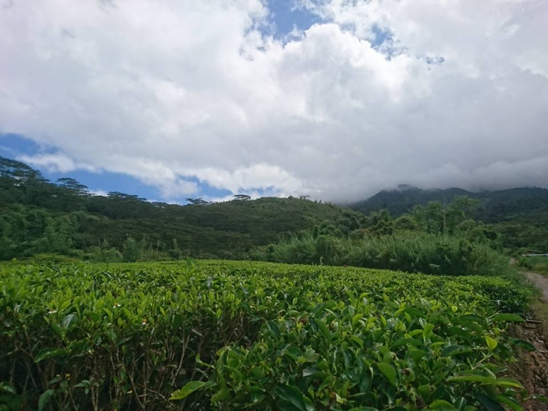 Asyiknya mendaki gunung talang, di awal perjalanan akan disuguhi pemandangan kebun teh begini (dokpri)