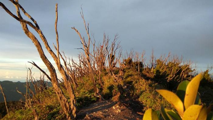 Suasana pagi di puncak hutan mati (dokpri)