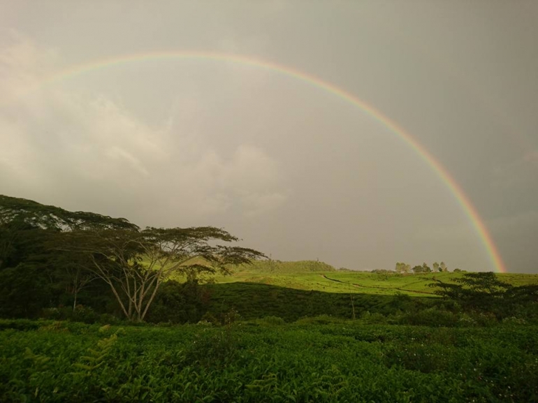 Pemandangan pelangi di kebun teh, jalan dari pos pendaftaran menuju pintu rimba (dokpri)
