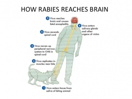 Proses perjalanan virus rabies dalam tubuh manusia. (Slideshare.com/practicalrabies)