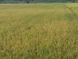 Hamparan padi menguning ini berasal dari butir-butir benih kecil (Dokpri)