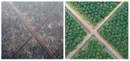 Kiri : Pembakaran lahan gambut secara sengaja; Kanan: Kelapa Sawit di Lahan Gambut (Sumber: ki: Dithajohn/Greenpeace; Ka: Sutton-Hibbert/Greenpeace)