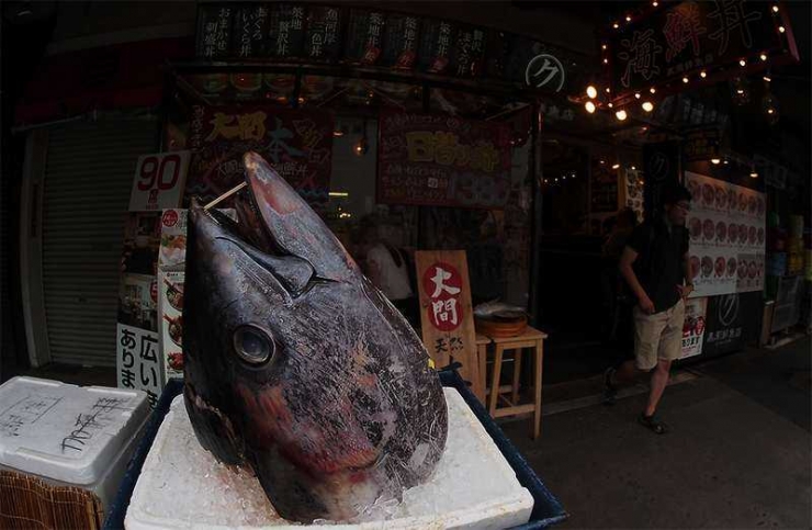 Kepala ikan tuna yang dipajang di salah satu warung di Tsukiji (Dokumentasi Pribadi)