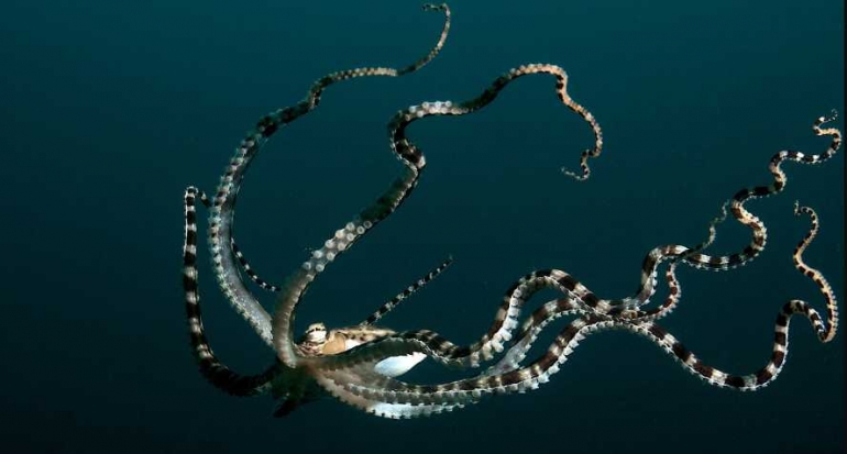 mimic octopus (sumber blogspot.com)
