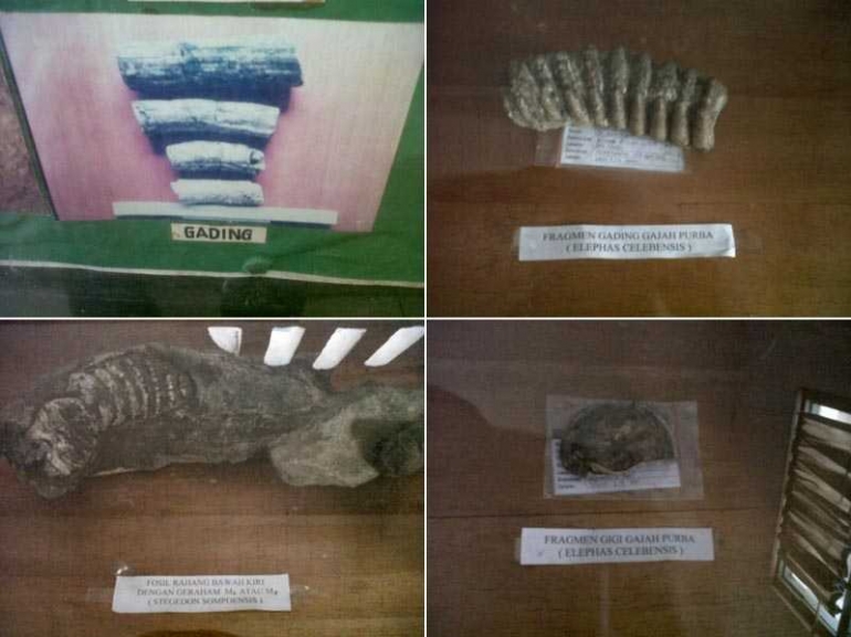 Sejumlah fragmen fosil vertebrata di ruang pamer Rumah Informasi Kawasan Prasejarah Caleo, kabupaten Soppeng/Ft: Mahaji Noesa