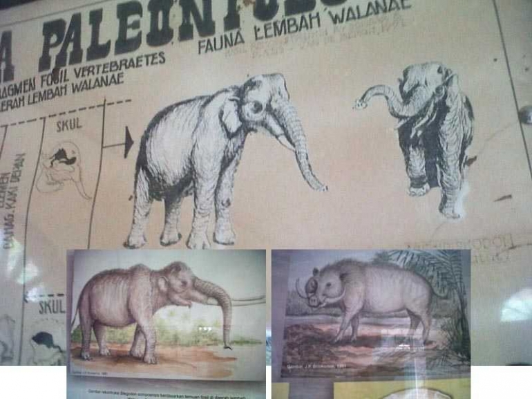 Inilah gambar gajah kerdil endemik Sulawesi dan babi purba yang bertaring besar berdasar temuan fosil vertebrata di Lembah Walanae, Sulsel/Ft Repro: Mahaji Noesa