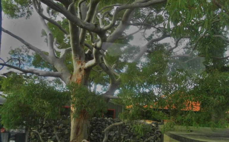 Ghost Gum Tree adalah salah satu jenis dari Eucalyptus. Bisa patah mendadak tanpa sebab dan terkadang bisa meledak,Sudah banyak orang yang berkemah dibawahnya menjadi korban (dokumentasi pribadi)