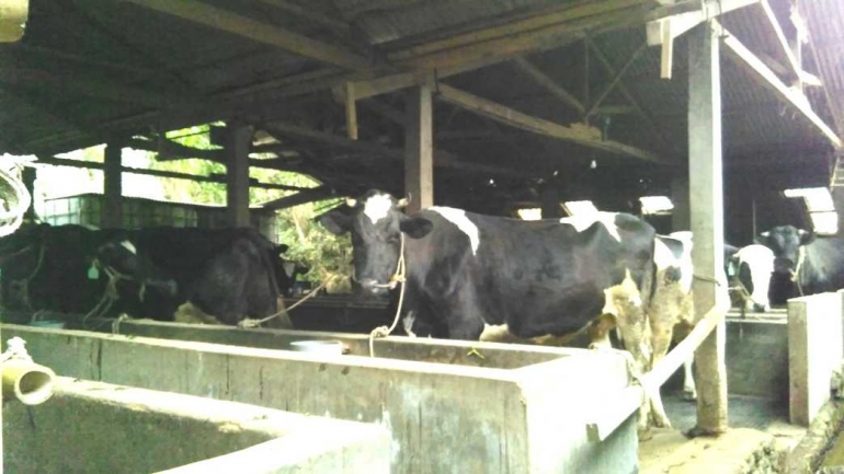 Beberapa sapi milik warga dalam peternakan rakyat yang menjadi tulang punggung keluarga. Dok pribadi