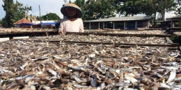 Kelangkaan garam dan lonjakan harga garam, sudah dialami perajin ikan asin di Pantai Tiku, Kabupaten Agam, Sumatera Barat, sejak tiga bulan lalu. Sebelumnya, harga garam Rp 75 ribu per karung, isi 50 kantong, satu kantong 1 kg. Bulan lalu, harganya sudah Rp 250 ribu per karung. Akhir Juli ini, harga garam sudah mencapai Rp 400 ribu per karung. Foto: kompas.com