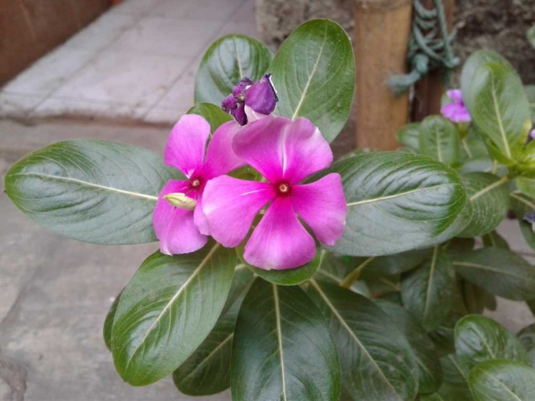 bunga cantik yang tumbuh di pekarangan rumah saya (sumber: dokumentasi pribadi)