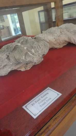 Fosil kerang Tridagna (Sumber: dokumen pribadi)