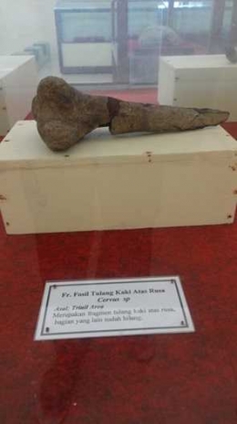 Fosil tulang kaki atas rusa (Sumber: dokumen pribadi)